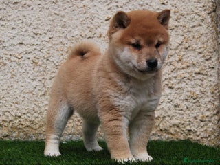 Shiba Inu perros en Madrid - Anuncio 3