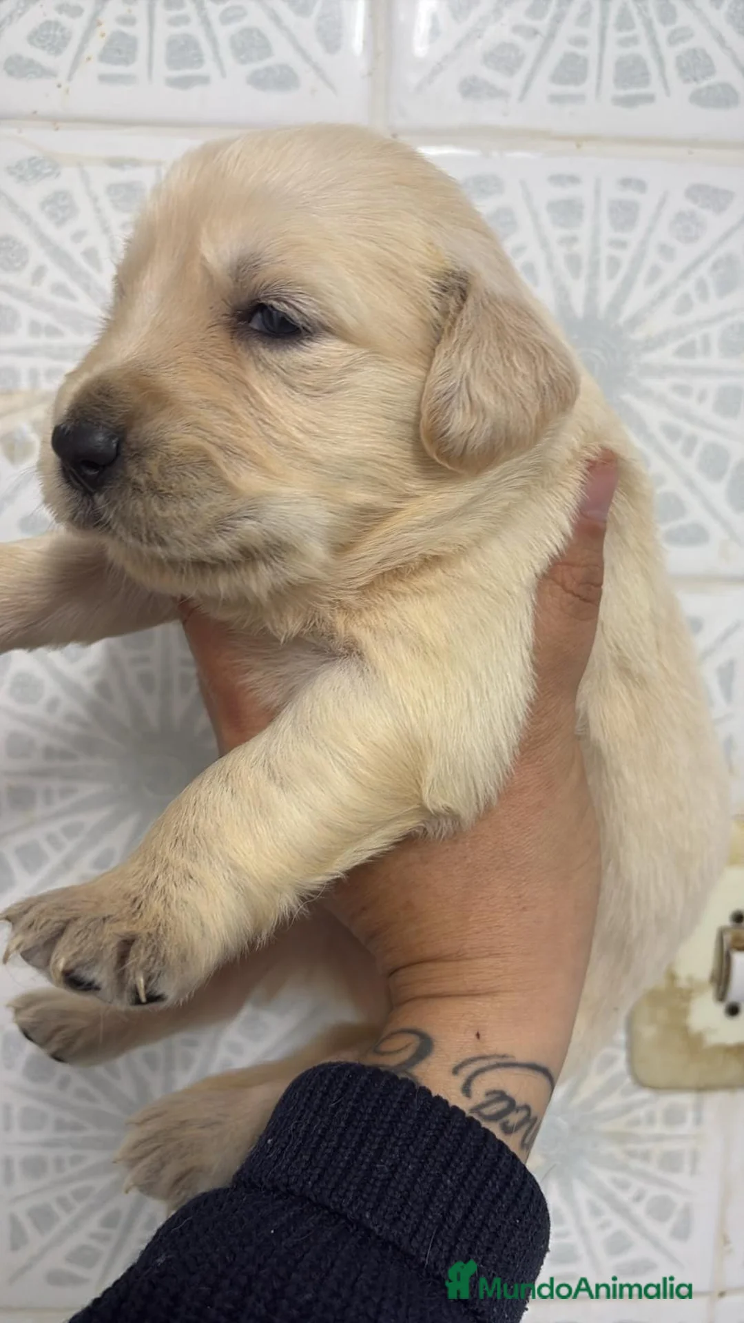 Golden Retriever perros en venta: Golden Retriever  - Anuncio 3