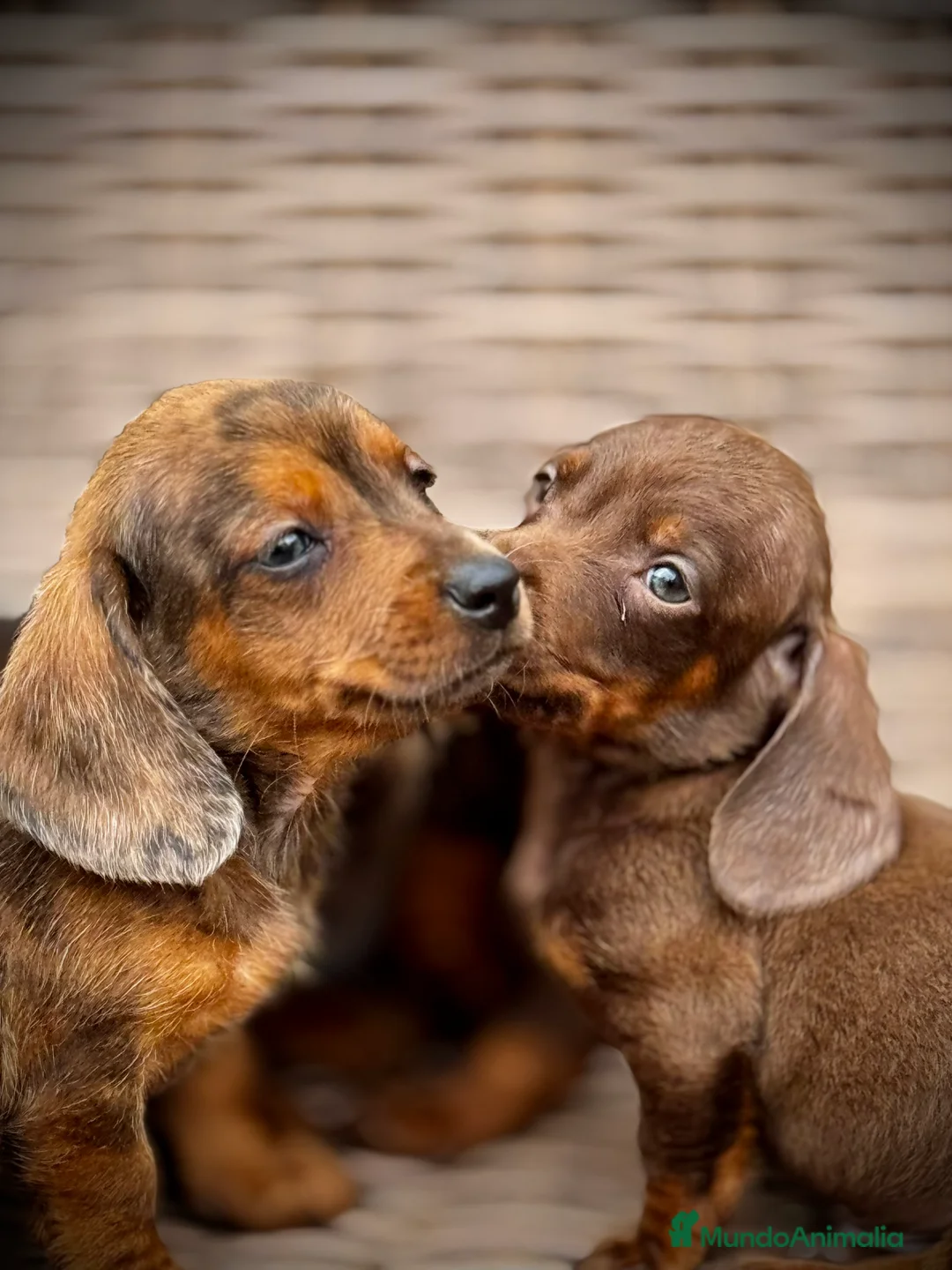 Teckel Miniatura perros en venta: Teckel mini - Anuncio 4