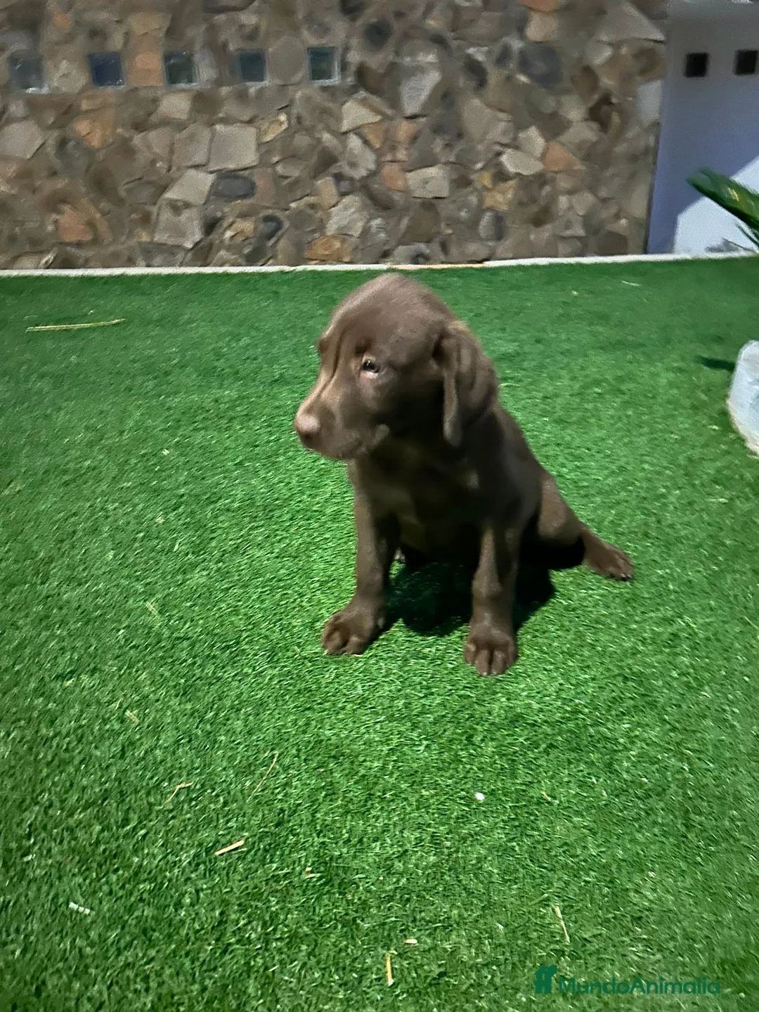 Labrador Retriever perros en venta: Labrador retriever chocolate hembra  - Anuncio 2