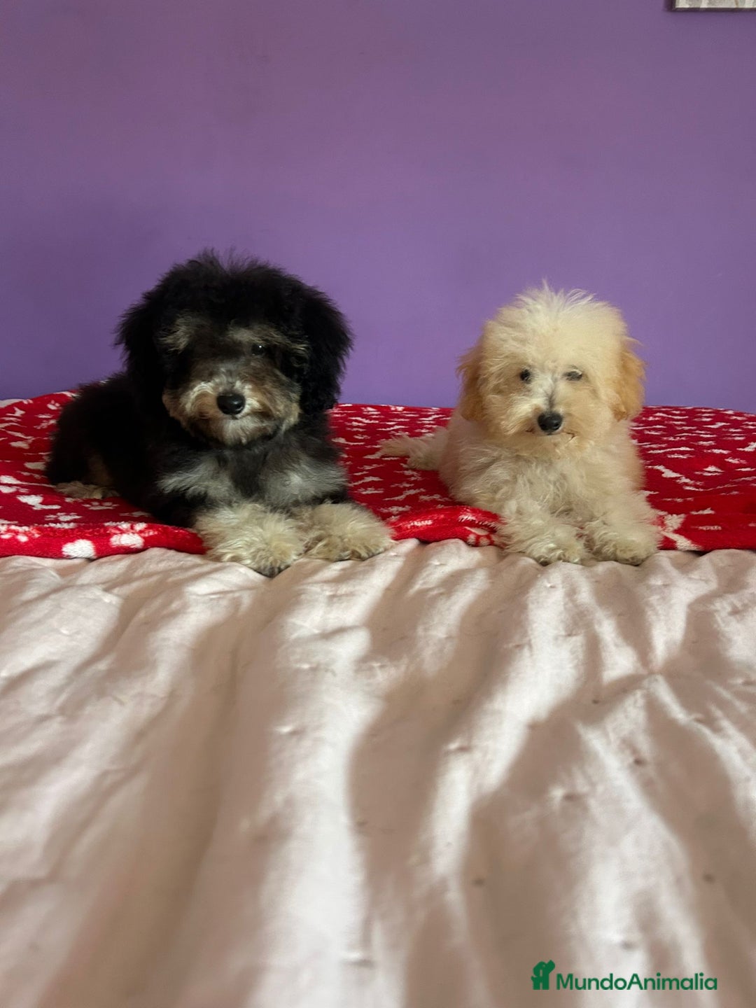 Caniche Toy perros en venta: Caniches toy !! - Imagen 2