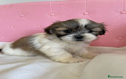 Shih Tzu perros en venta: Shih tzu se admiten reservas - Imagen 6