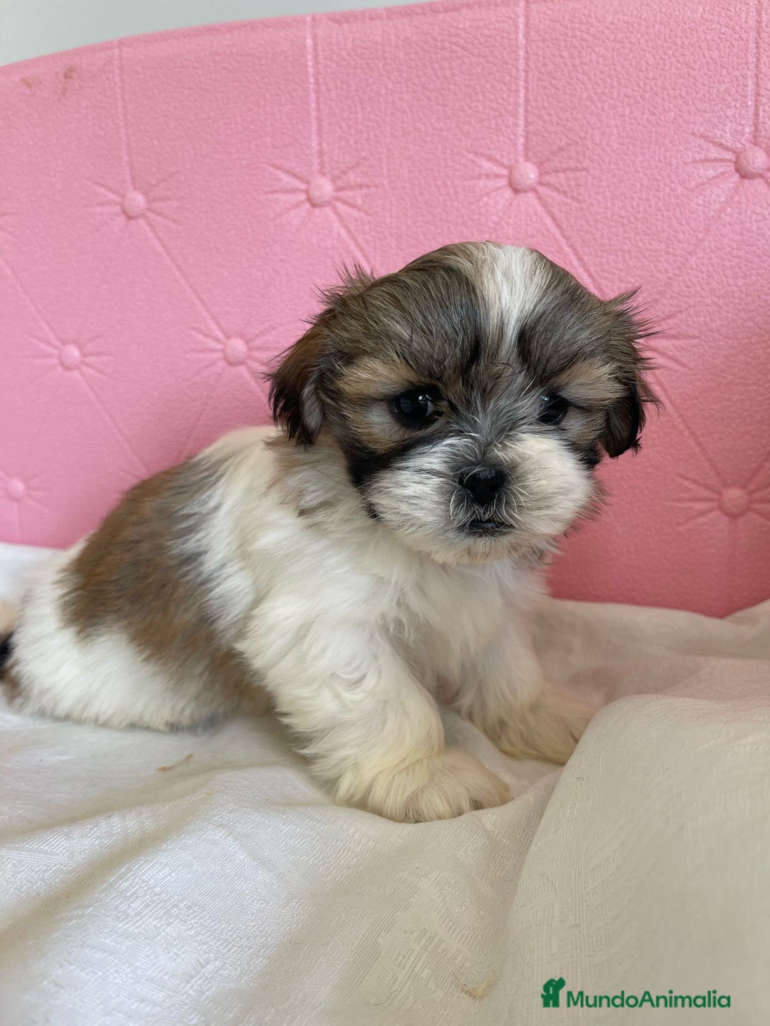 Shih Tzu perros en venta: Shih tzu se admiten reservas - Imagen 6