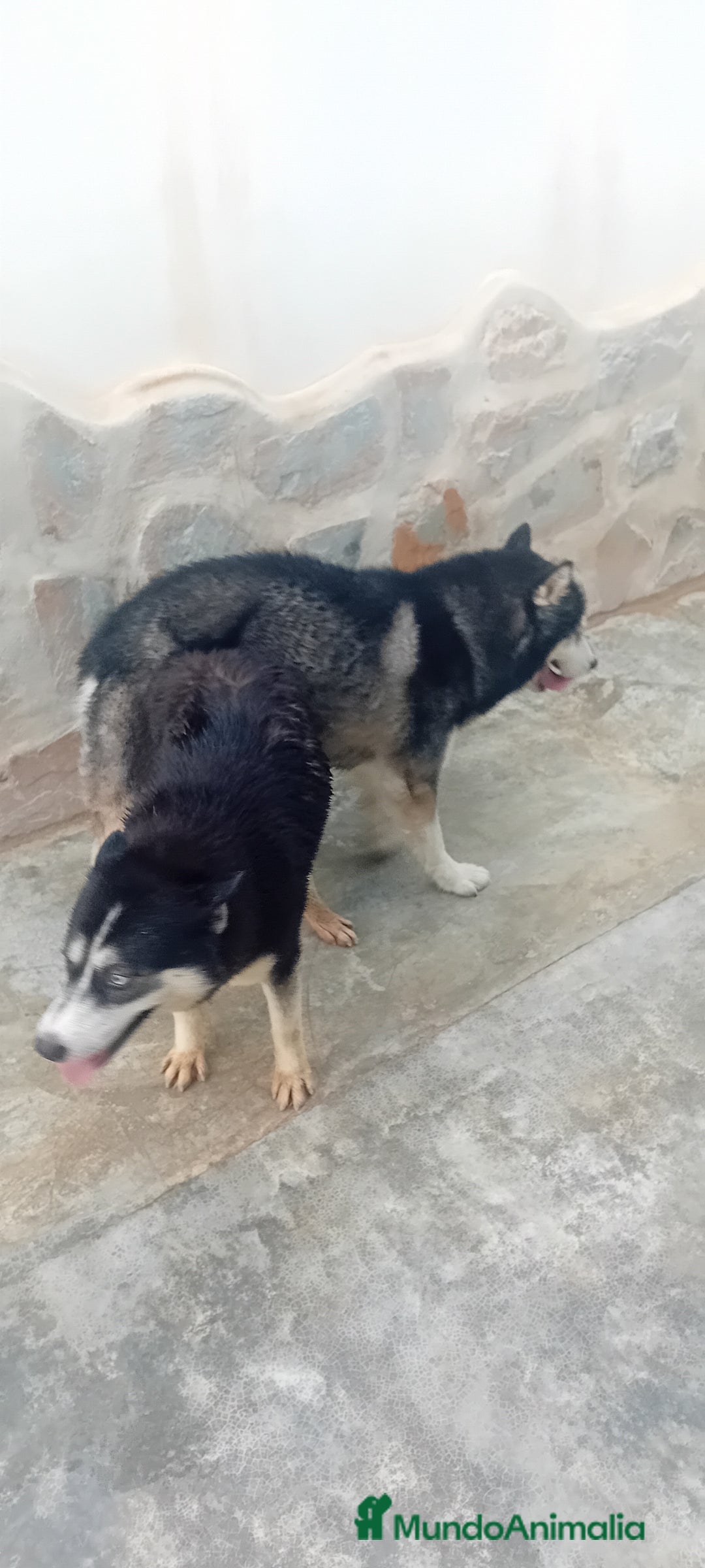 Husky Siberiano perros en venta: ‼️‼️husky siberianos  - Imagen 2