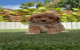 Caniche Toy perros en venta: CANICHE TOY MACHO - Imagen 7