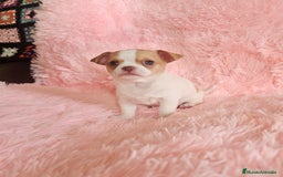 Chihuahua perros en venta: Chihuahua miniatura  - Imagen 4