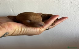 Caniche Toy perros en venta: Caniches tacita de té  - Imagen 4