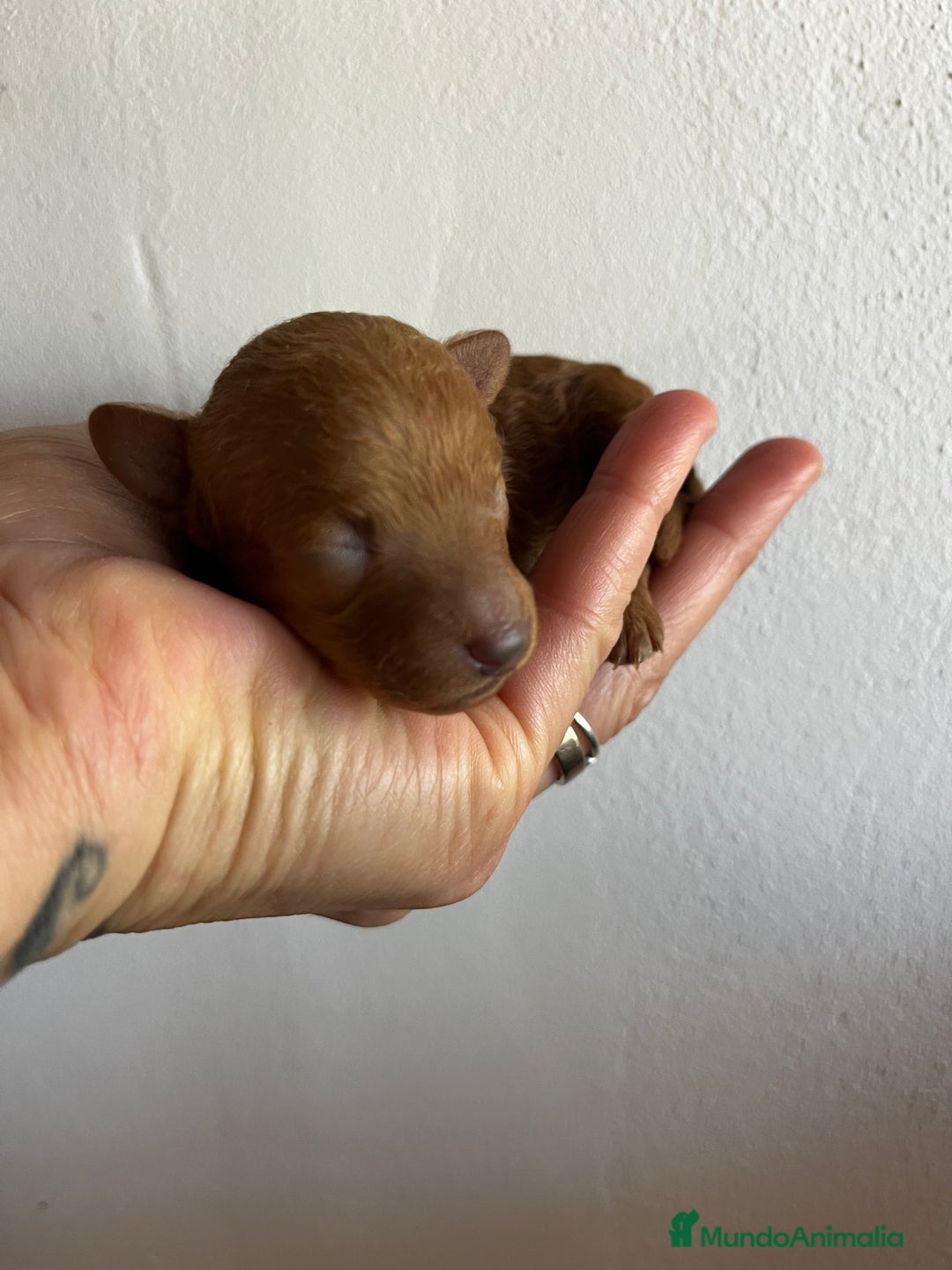 Caniche Toy perros en venta: Caniches tacita de té  - Imagen 4