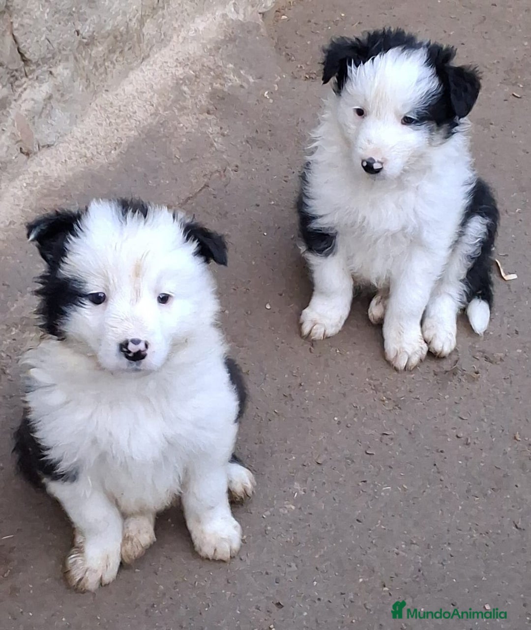 Border Collie perros en venta: Boder collie Getafe  - Anuncio 1