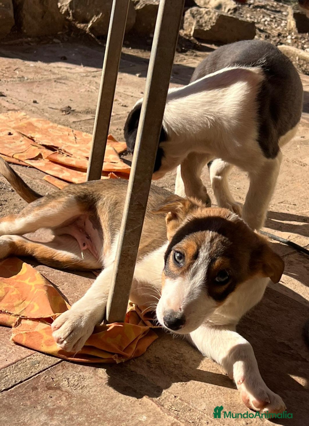 Border Collie perros en venta: Preciosos border collie  - Anuncio 4