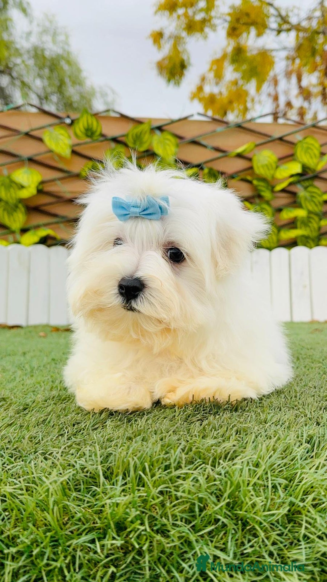 Bichón Maltés perros en venta: BICHON MALTES LINEA AMERICANA - Anuncio 10