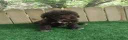 Perro de Agua Español perros en venta: Perro de agua Español  - Anuncio 3