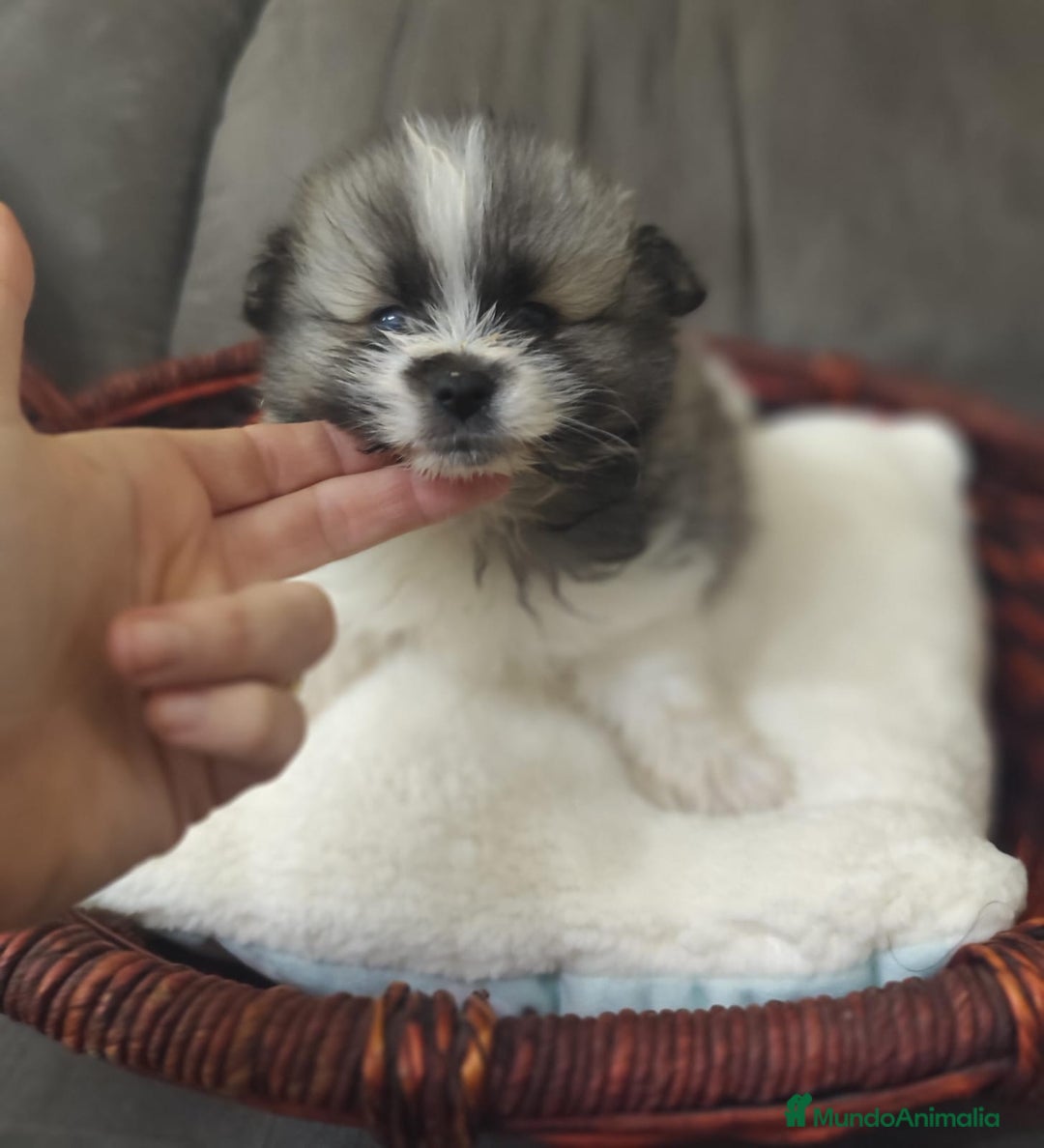 Pomerania perros en venta: Pomerania  - Anuncio 1