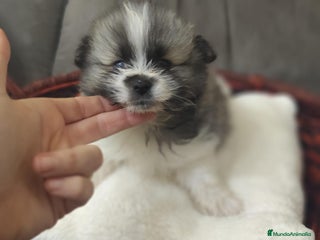 Pomerania perros Pomerania - Anuncio 5