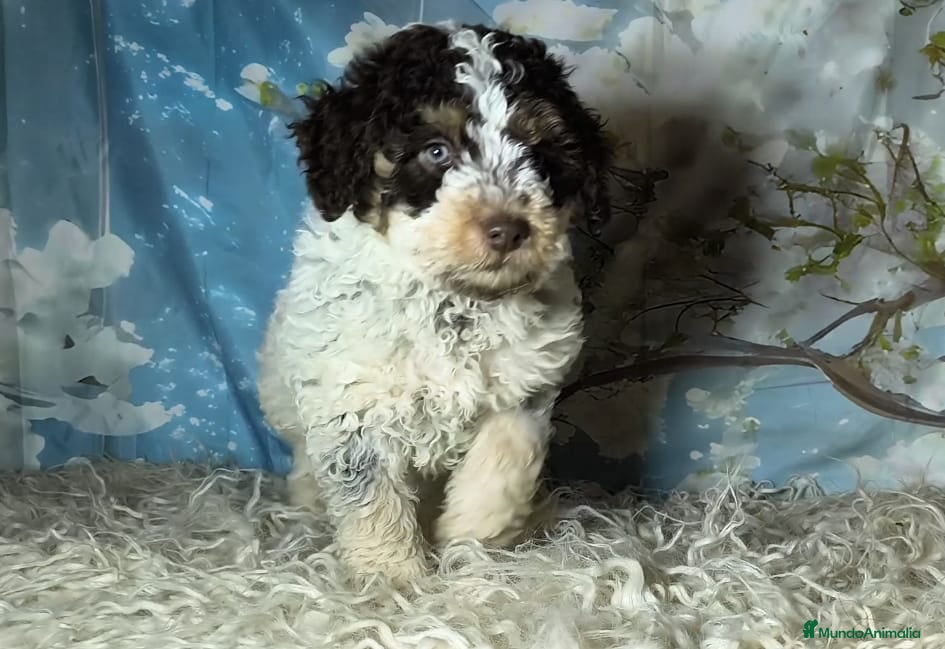 Perro de Agua Español perros Perros de agua  - Anuncio 12