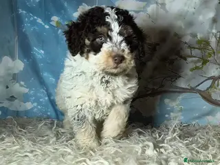 Perro de Agua Español perros Perros de agua - Anuncio 14