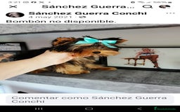 Yorkshire Terrier perros en venta: Yorkshire terrier - Imagen 4