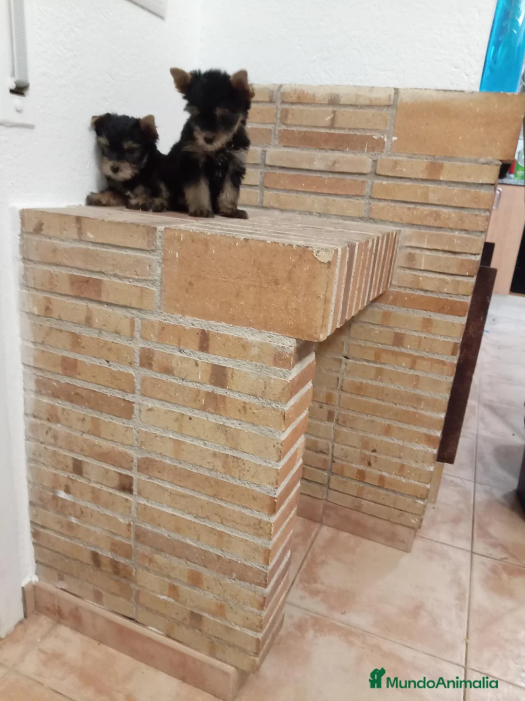Yorkshire Terrier perros en venta: Yorshire toy - Anuncio 2