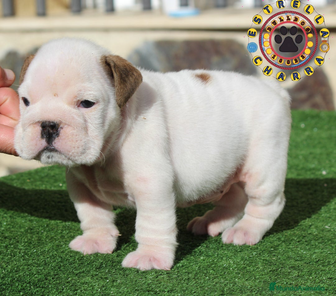 Bulldog Inglés perros en venta: Bulldog ingles calidad  - Anuncio 1