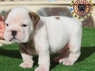 Bulldog Inglés perros Bulldog ingles calidad - Anuncio 1