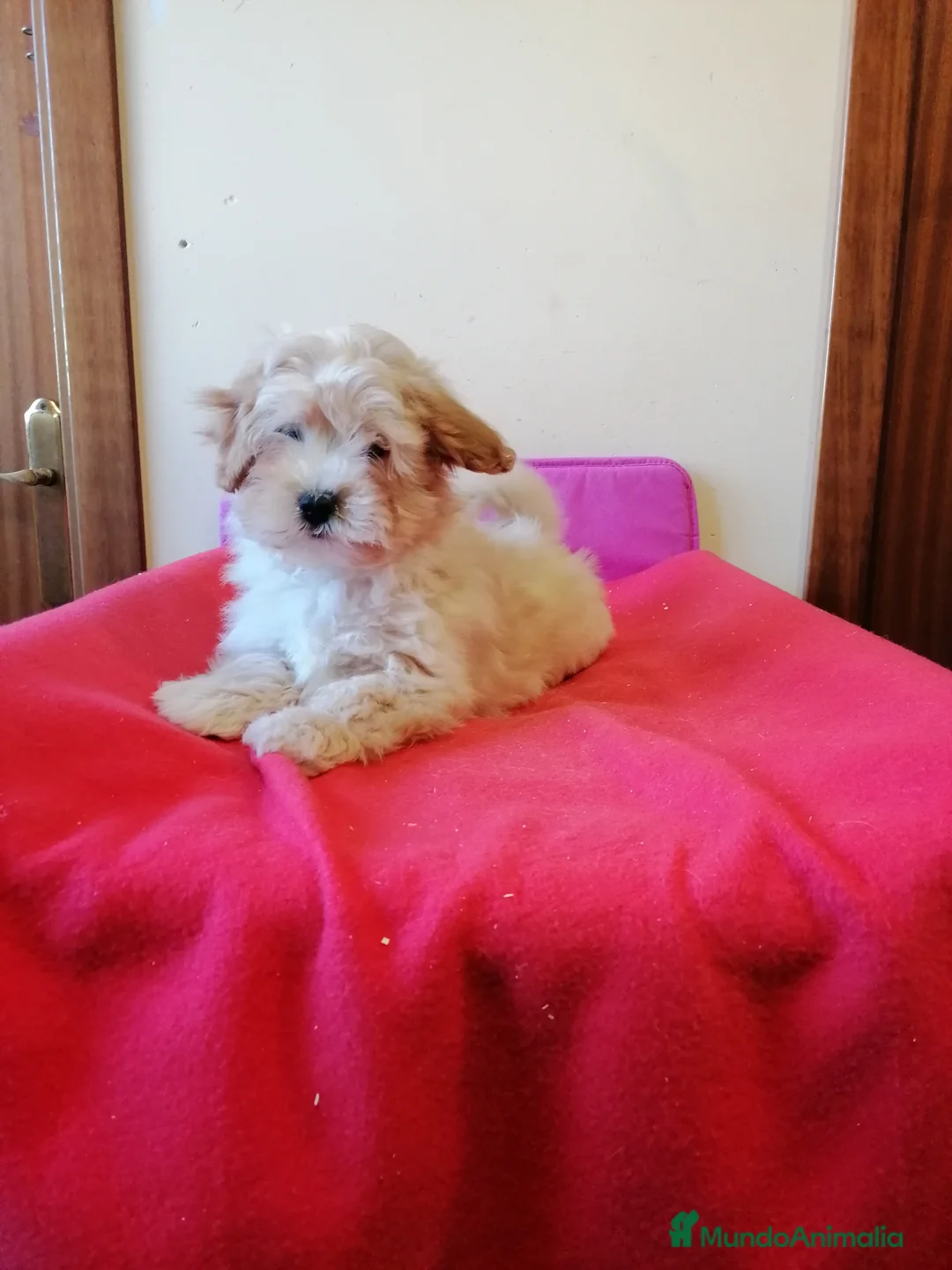 Maltipoo perros en venta: Precioso maltipoo muy cariñoso  - Anuncio 2