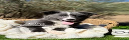 Border Collie perros en venta: BORDER COLLIE BLUE - Anuncio 6