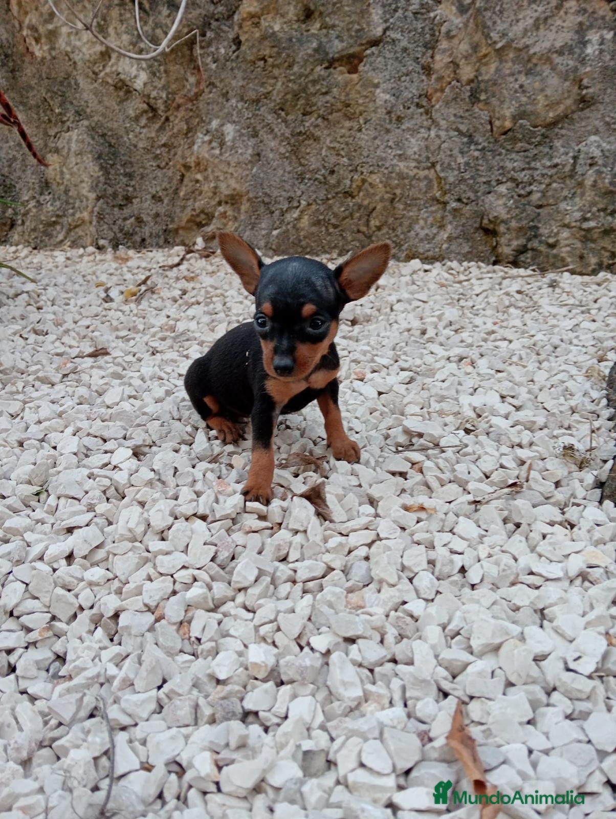 Ratón de Praga perros RATON DE PRAGA - Anuncio 7