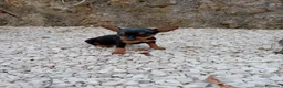 Ratón de Praga perros en venta: RATON DE PRAGA - Anuncio 1