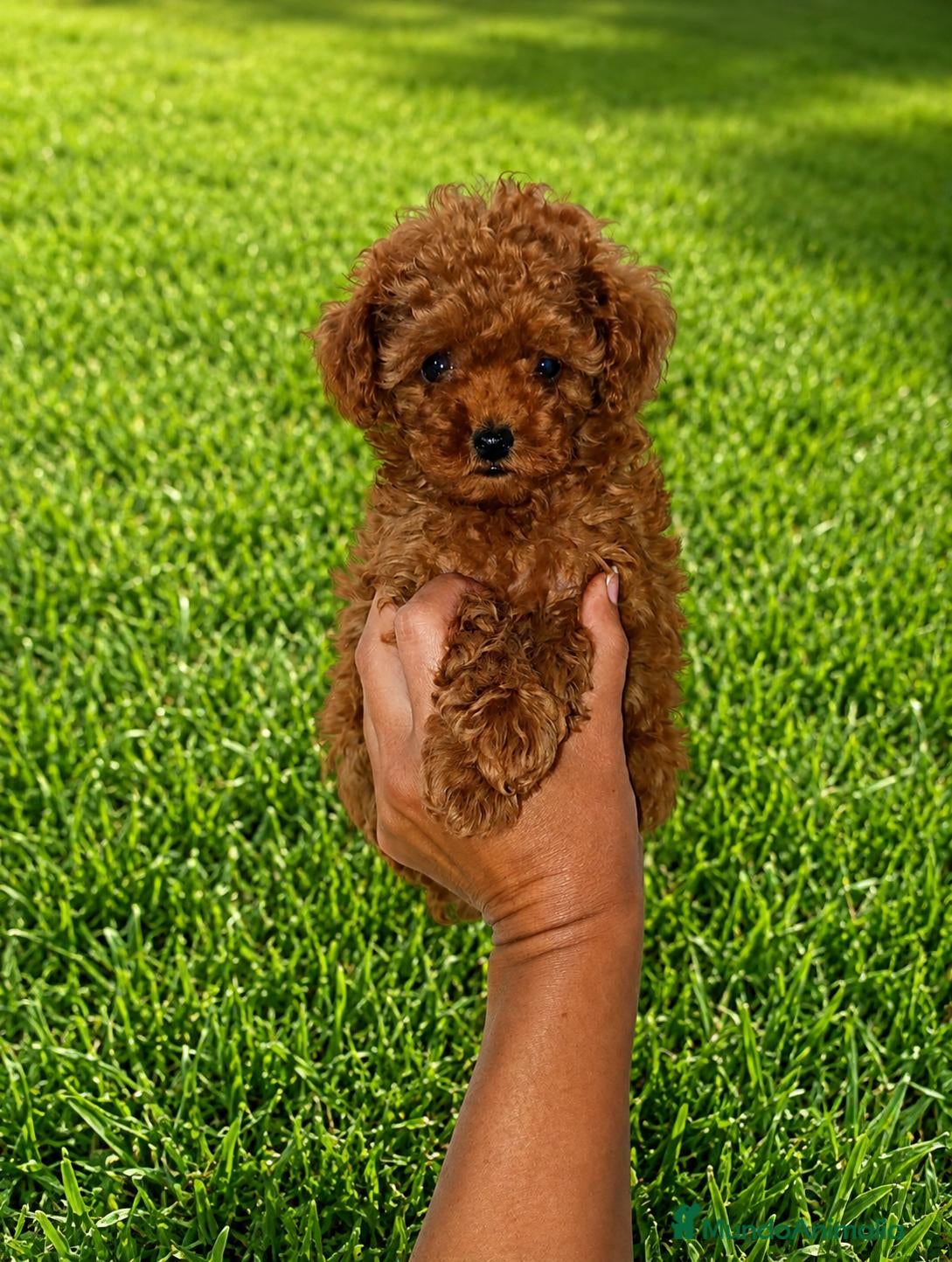 Caniche Toy perros Caniche toy rojo - Anuncio 1