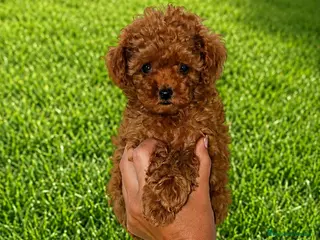 Caniche Toy perros Caniche toy rojo - Anuncio 1