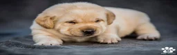 Labrador Retriever perros en venta: Cachorros de Labrador Retrievers - Anuncio 5