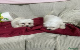 Bichón Maltés perros en venta: Bichon maltés toy  - Anuncio 3