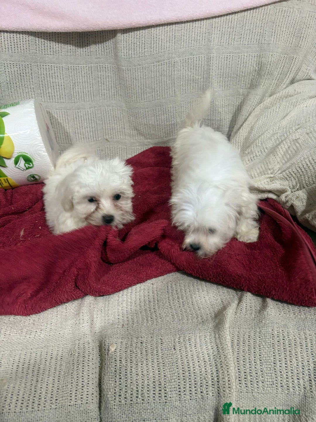 Bichón Maltés perros en venta: Bichon maltés toy  - Anuncio 3