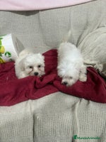 Bichón Maltés perros Bichon maltés toy - Anuncio 6