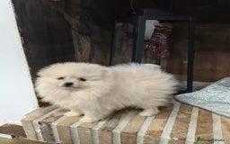 Pomerania perros en venta: Lulú Pomerania ♂️♀️ - Imagen 4