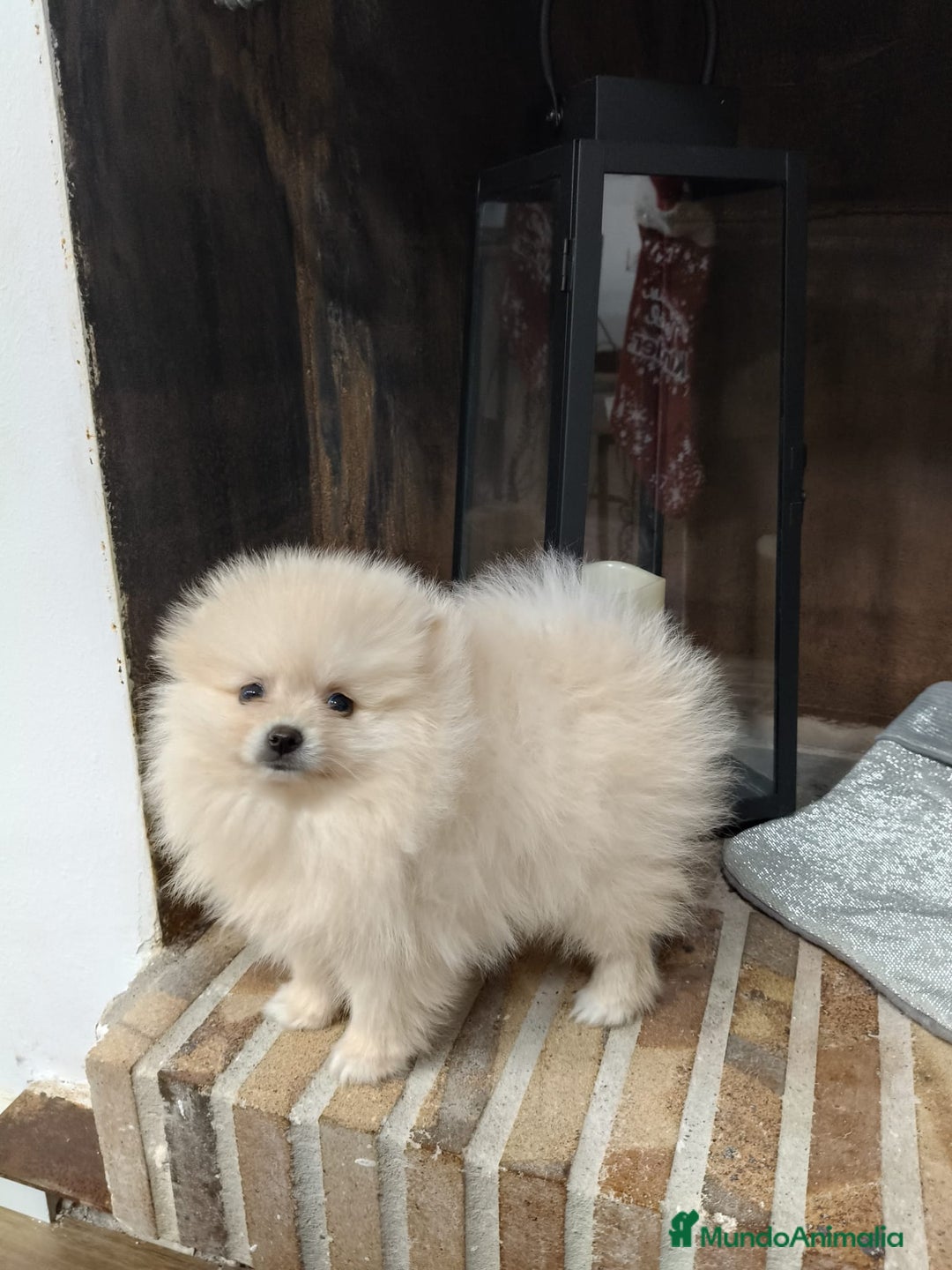Pomerania perros en venta: Lulú Pomerania ♂️♀️ - Imagen 4
