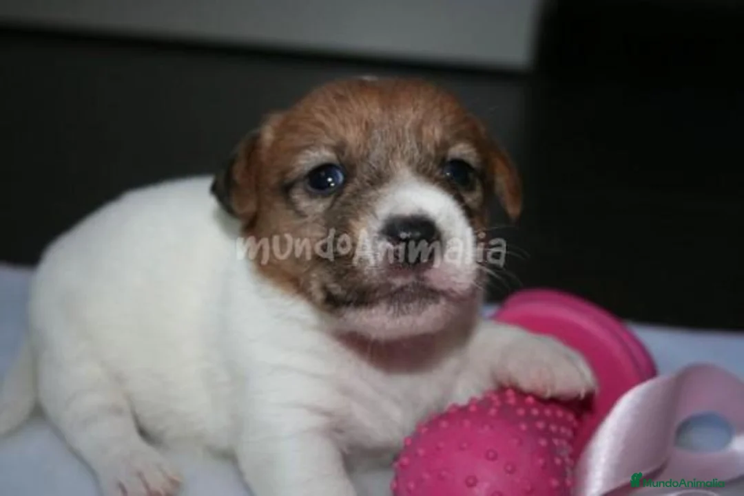 Imagen de galería {{count}}