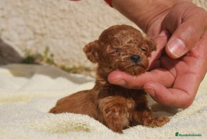 Caniche Toy perros - Anuncio 1