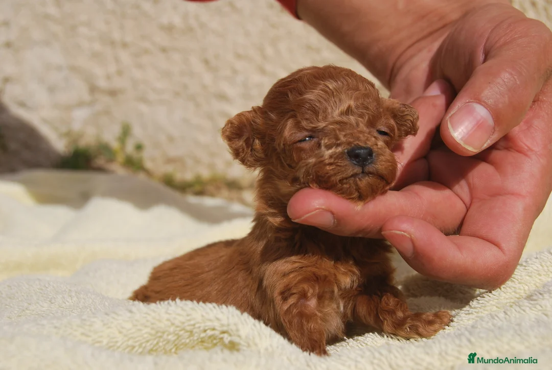 Caniche Toy perros en venta: Cachorros de Caniche toy / enano - Anuncio 2