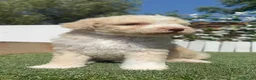 Perro de Agua Español perros en venta: PERRO DE AGUA ESPAÑOL - Anuncio 10