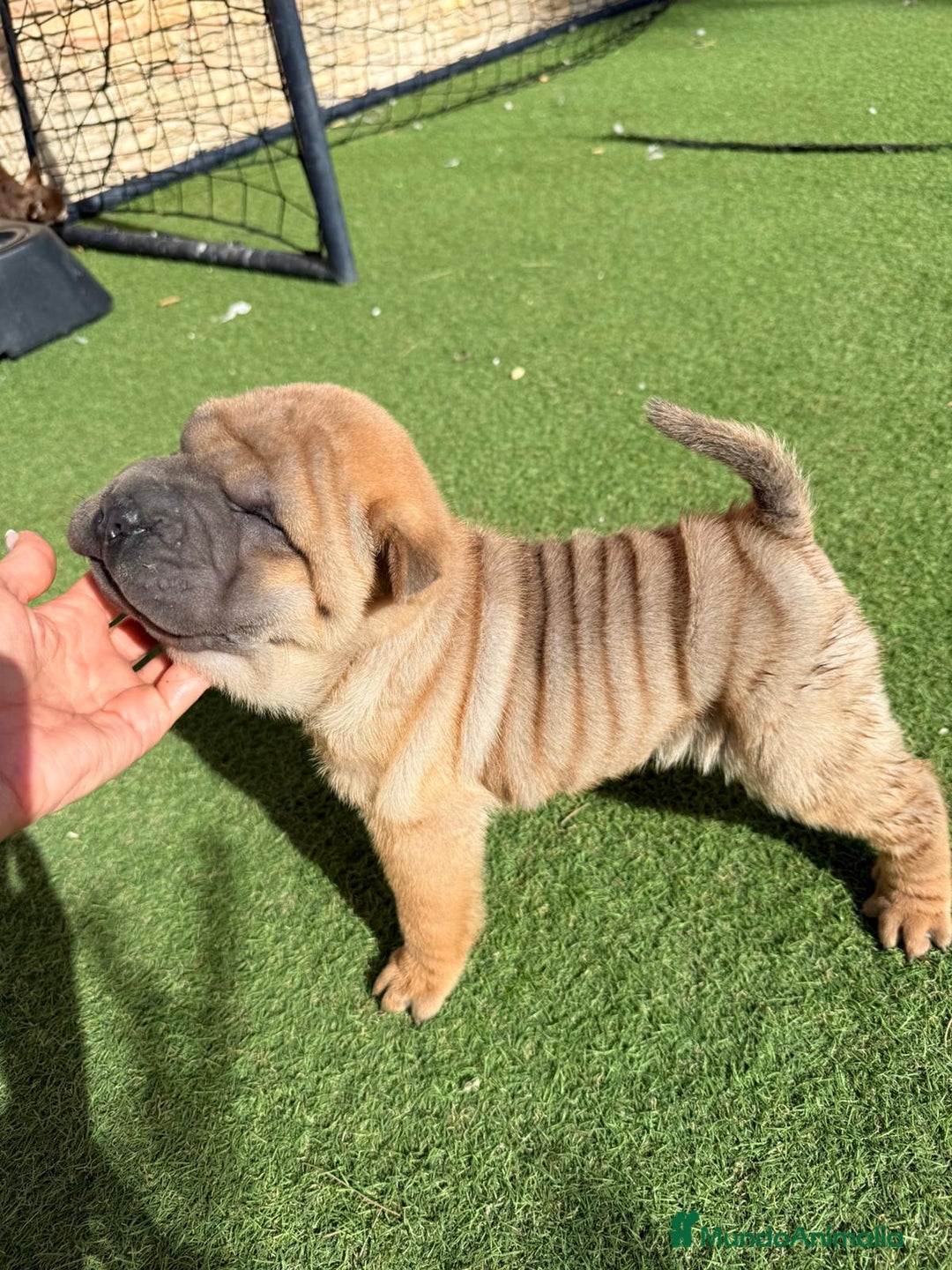 Shar Pei perros en venta: Shar pei mini - Imagen 2