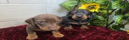 Teckel Miniatura perros en venta: Teckel Miniatura - Anuncio 8