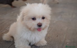 Maltipoo perros en venta: 🐾 Snow, Manolo y Paco –  Maltipoo 🐾 - Imagen 2