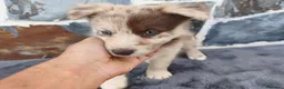Raza Mixta perros en venta: BORDERPOM (BORDER COLLIE + POMERANIA) - Anuncio 3
