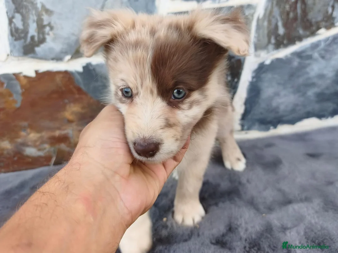 Raza Mixta perros en venta: BORDERPOM (BORDER COLLIE + POMERANIA) - Anuncio 3