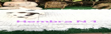 Jack Russell Terrier Hembra 1