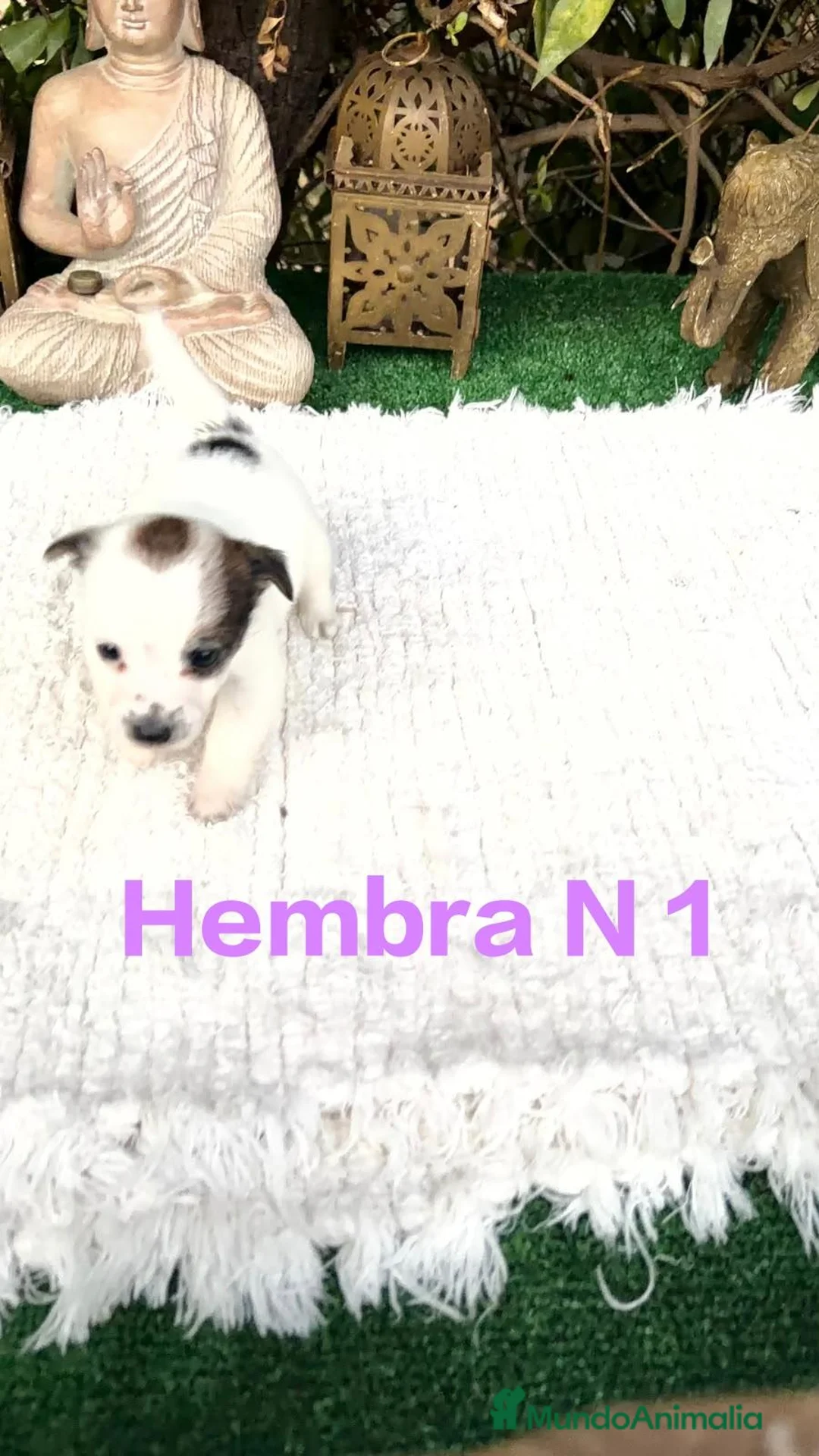 Jack Russell Terrier perros en venta: Jack Russell preciosos cachorros disponibles  - Anuncio 2