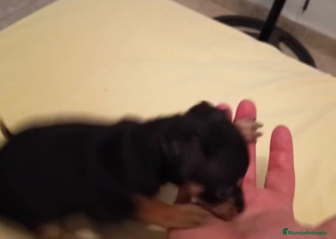 Ratón de Praga perros en venta: RATON DE PRAGA - Imagen 11