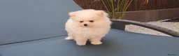 Pomerania perros en venta: Cachorrita Lulu de Pomerania Toy  - Anuncio 3
