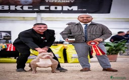 American Bully perros en venta: Cachorros American Bulli  - Imagen 9